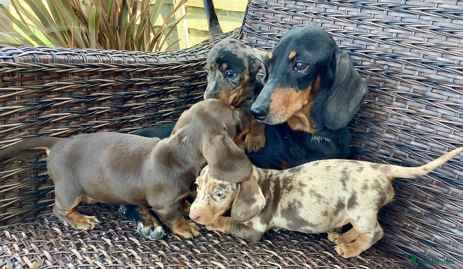 Dachshund dogs Scarletrhilden1234 - Advert 5