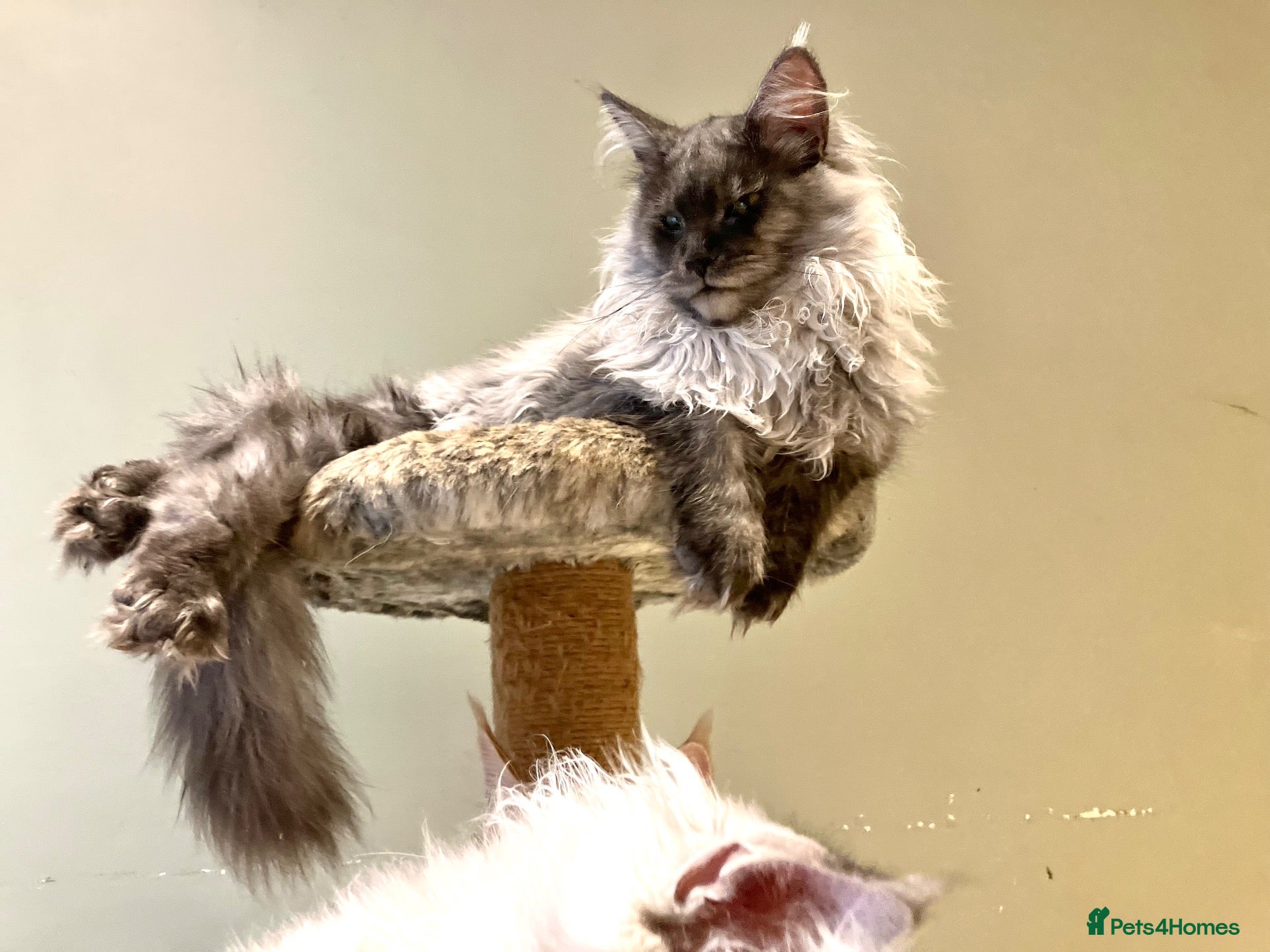Maine Coon cats ⚜️ championline maine coon kittens ⚜️ polydactyl - Advert 2