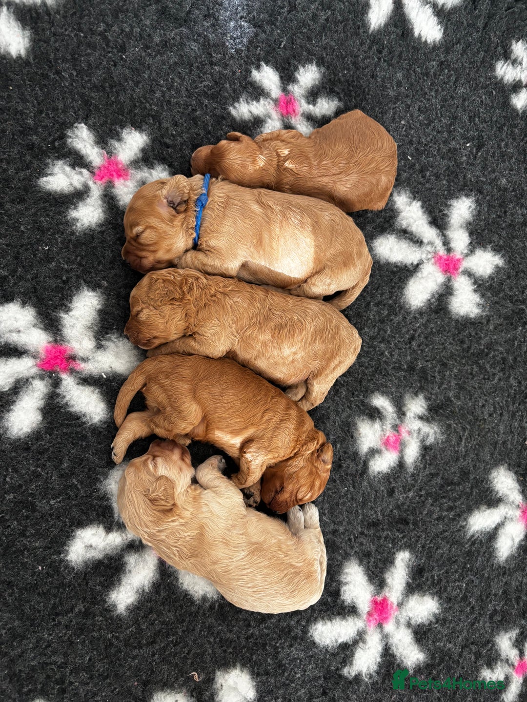Cavapoo dogs for sale: Beautiful F1B Cavapoo puppies - Advert 2