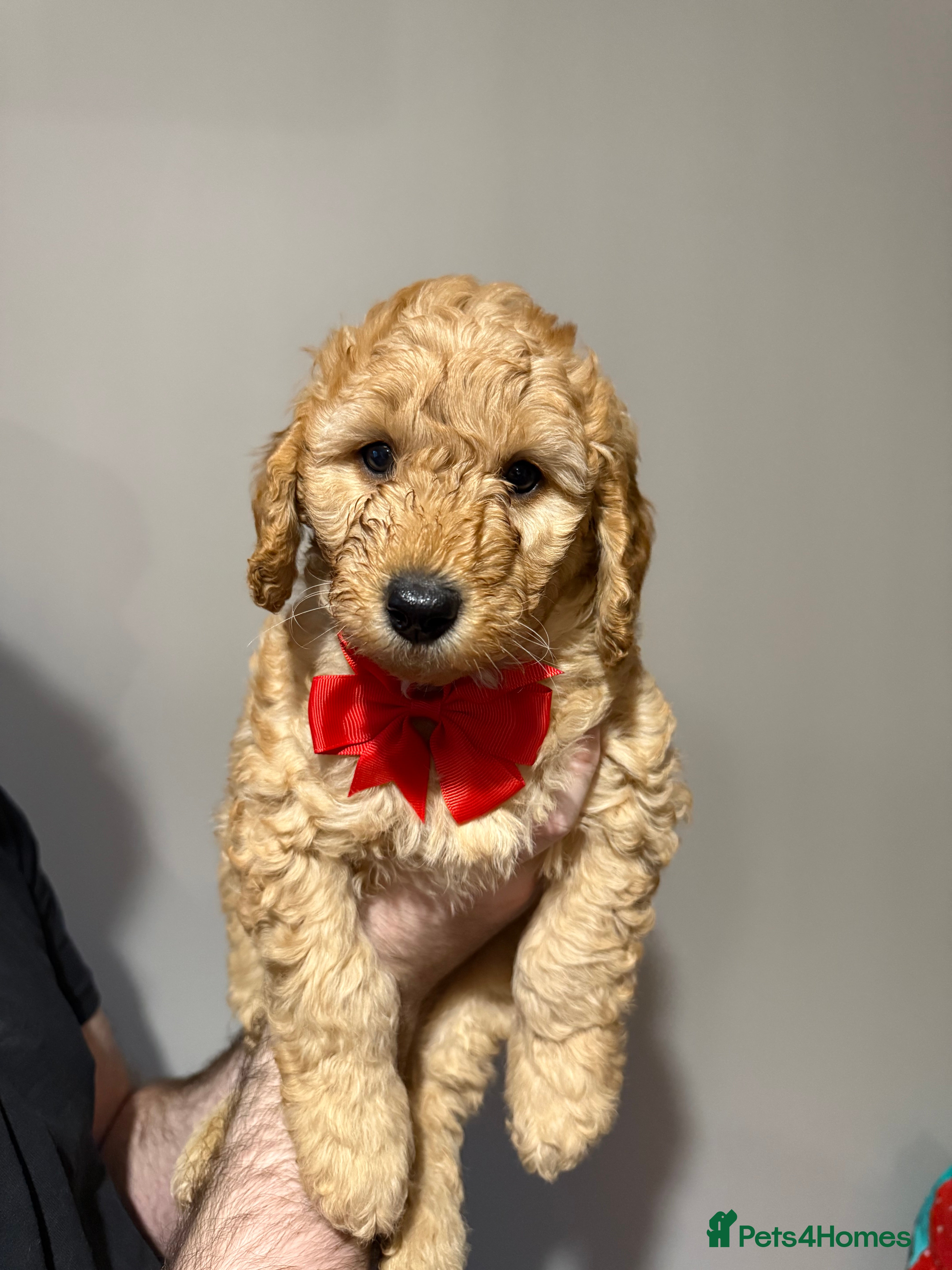 Labradoodle dogs Exceptional F1BB Labradoodle Puppies - Home Raised - Advert 1