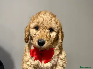 Labradoodle dogs Exceptional F1BB Labradoodle Puppies - Home Raised - Advert 1