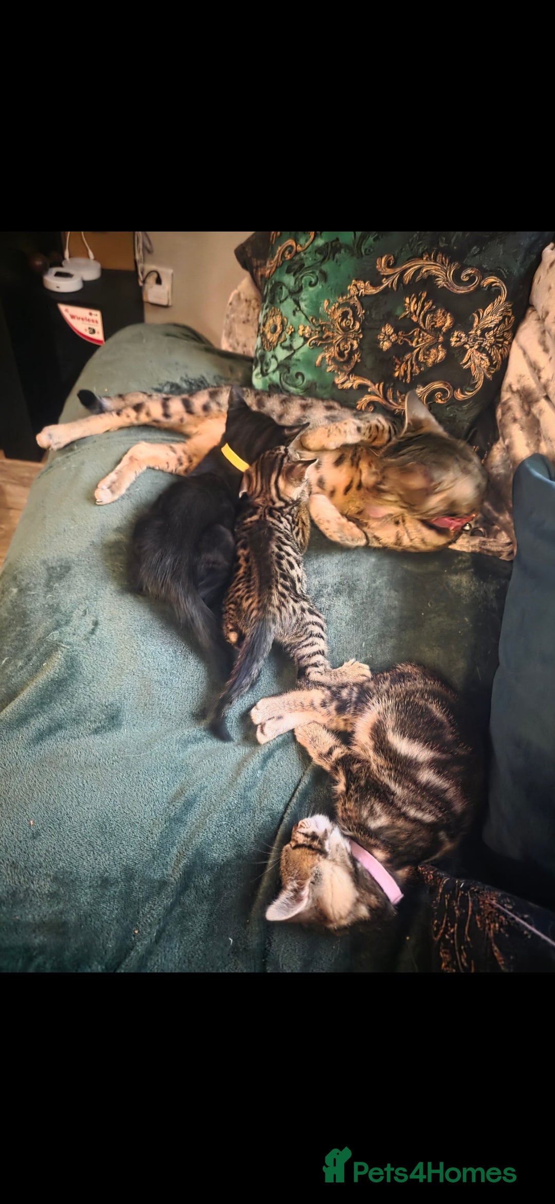 Savannah cats for sale: Savannah x Kittens - Image 13