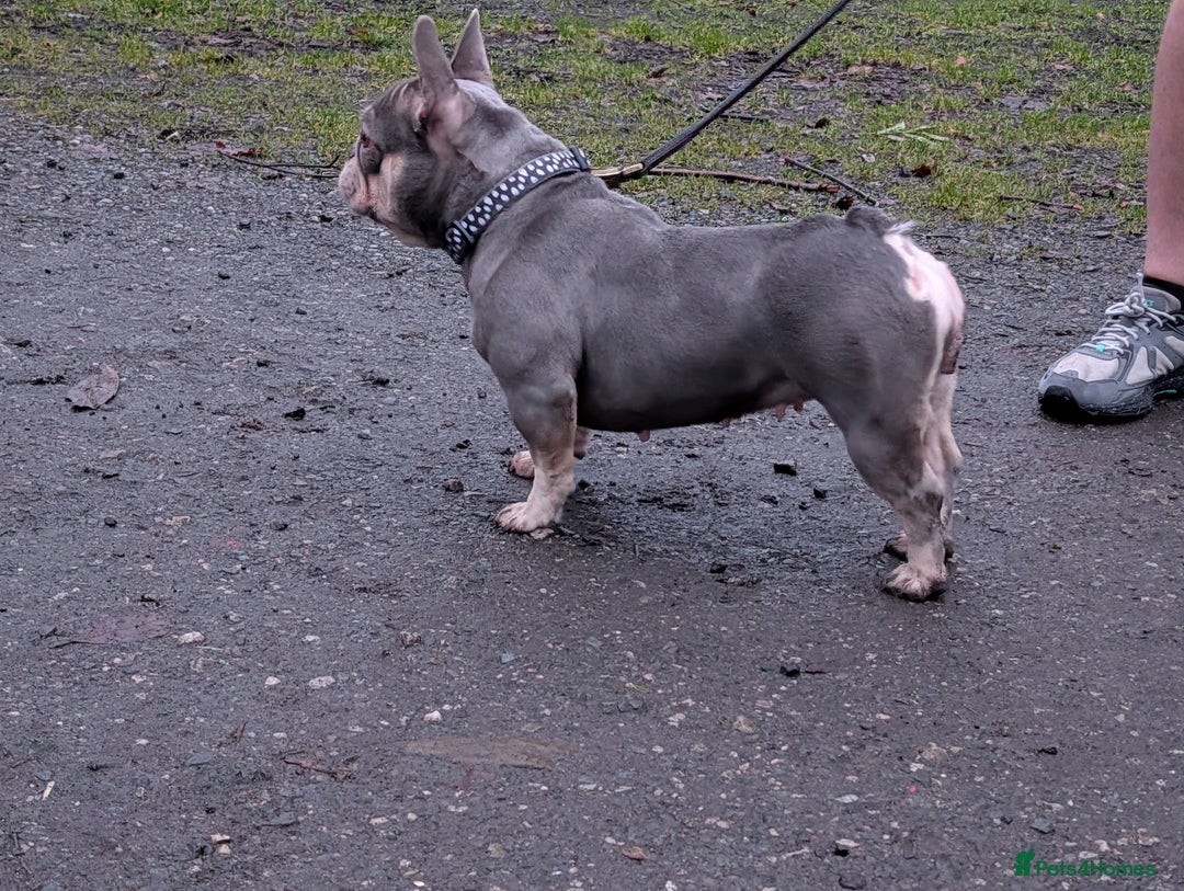 French Bulldog dogs for sale: Adult female  - Advert 5