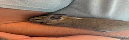 Degus rodents for sale: 6 male Degus ready for their forever homes - Advert 8