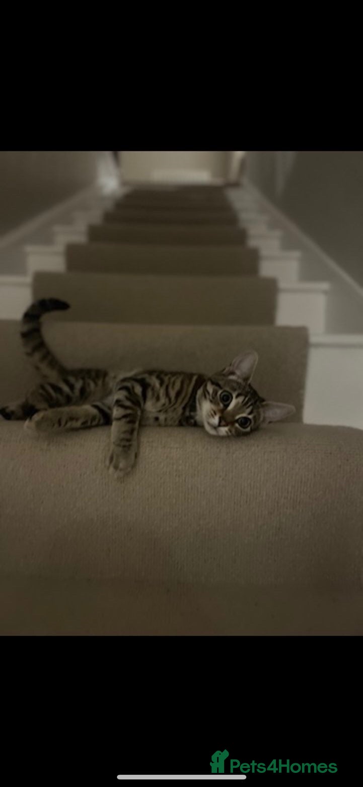 Mixed Breed cats Beautiful tabby with a bit of bengal kittens  - Advert 4