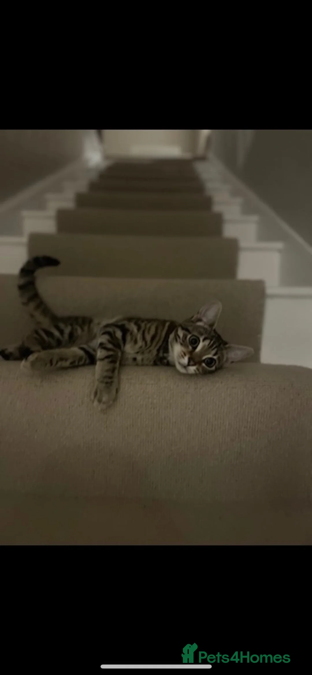 Mixed Breed cats for sale: Beautiful tabby with a bit of bengal kittens  - Advert 1