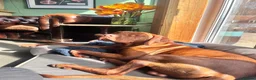 Hungarian Vizsla dogs for sale: 18 month old make vizsla for rehome - Advert 6