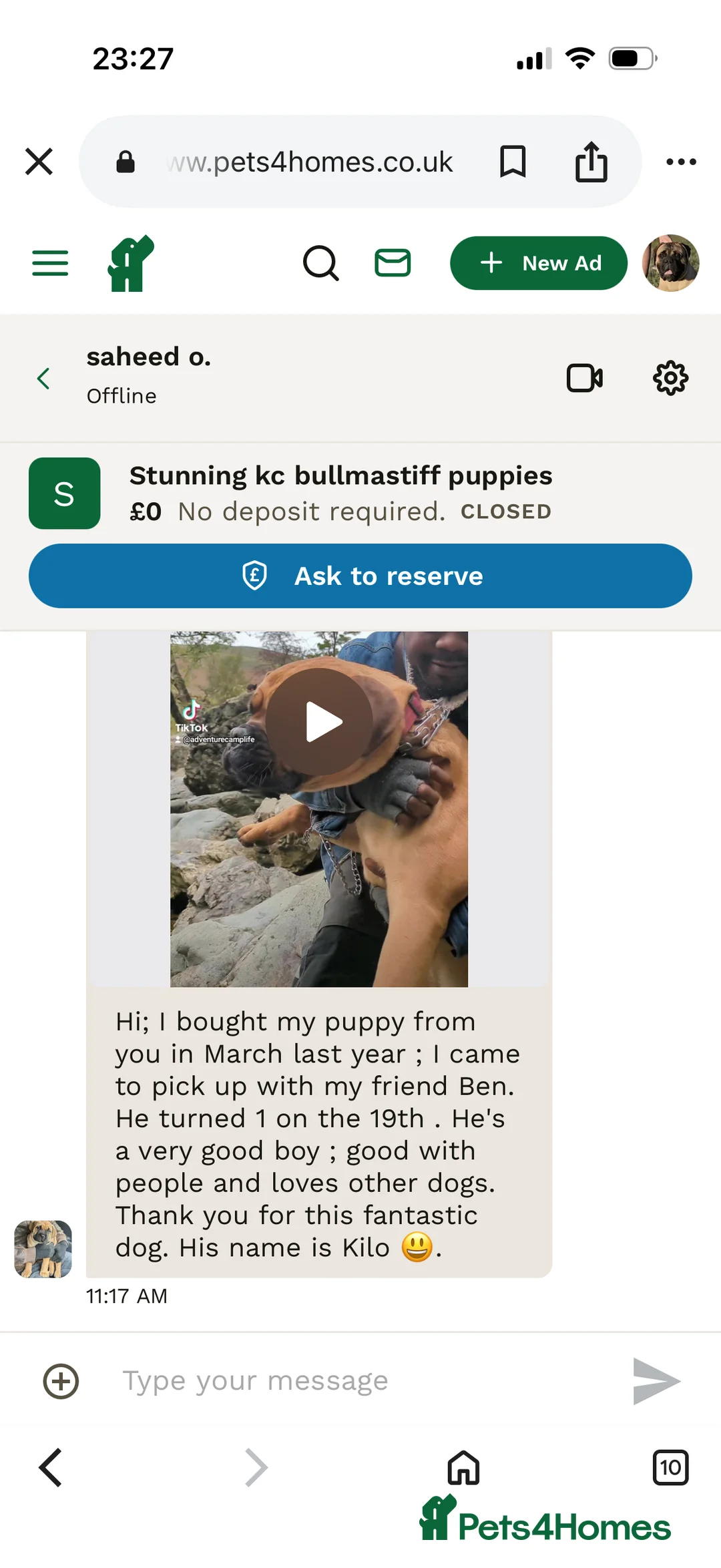 Bullmastiff dogs for sale: Stunning bullmastiff puppies  - Advert 6