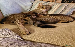 Maine Coon cats for sale: Kittens for sale half main coon - Image 3