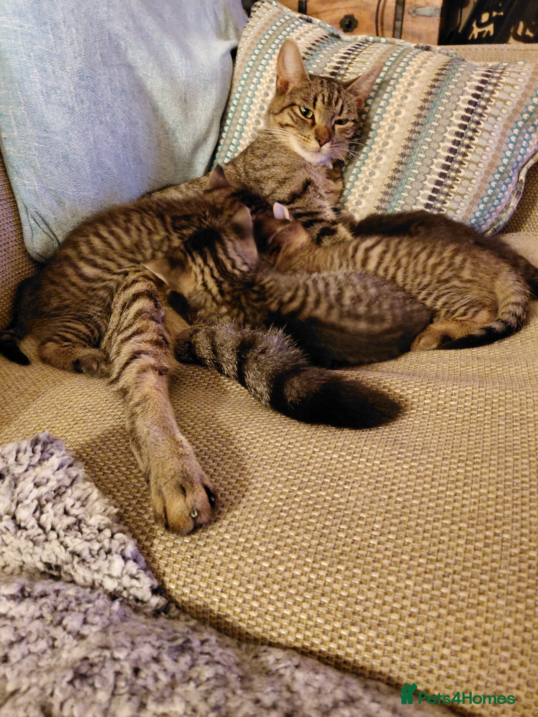 Maine Coon cats for sale: Kittens for sale half main coon - Image 3