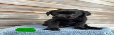 Labrador Retriever 2
