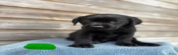Labrador Retriever dogs for sale: KC registered black sporting Labrador puppies in Beverley - Advert 5