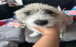 Mixed Breed dogs for sale: Daisy  - Image 1