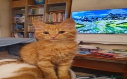 Ragcoon cats for sale: Two Boys - Advert 5