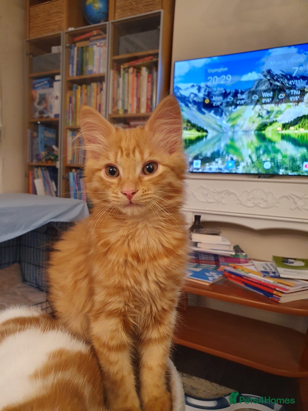 Ragcoon cats for sale: Two Boys - Advert 5