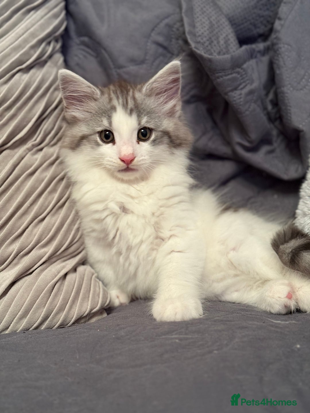Norwegian Forest Cat cats for sale: SANNVENN Norwegian Forest Cats - Image 11
