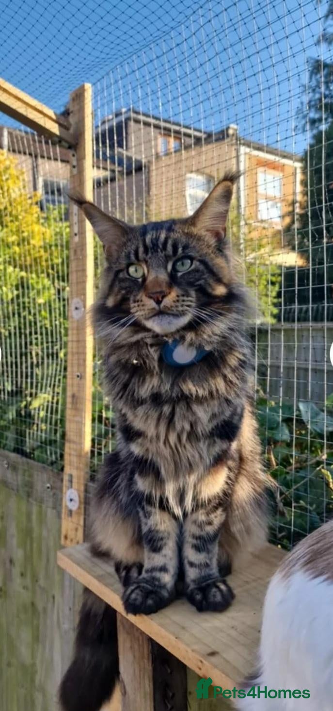 Maine Coon cats One beautiful Maine Coon Kitten - Advert 2