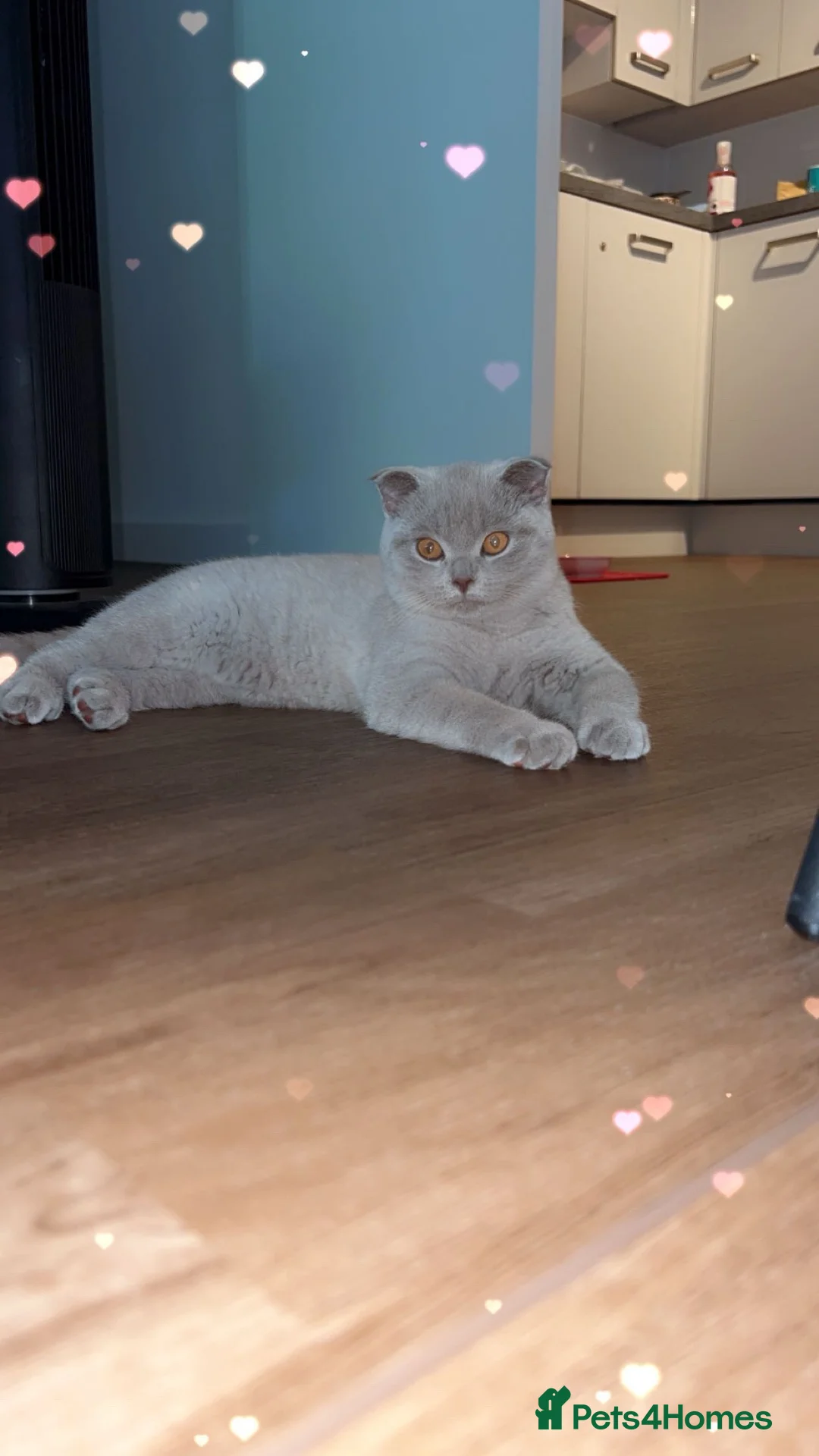 Scottish Fold cats for sale: Scottish Fold/British Shorthair  - Advert 8