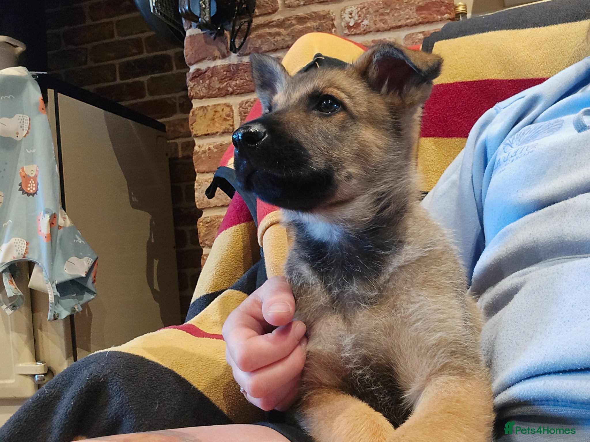 German Shepherd dogs for sale: Shepherd puppy available  - Advert 3