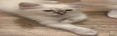 Ragdoll 3