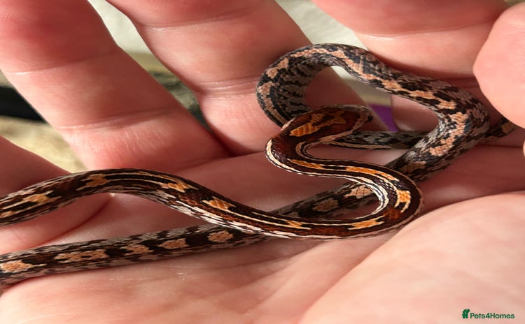 Corn Snake reptiles - Advert 1
