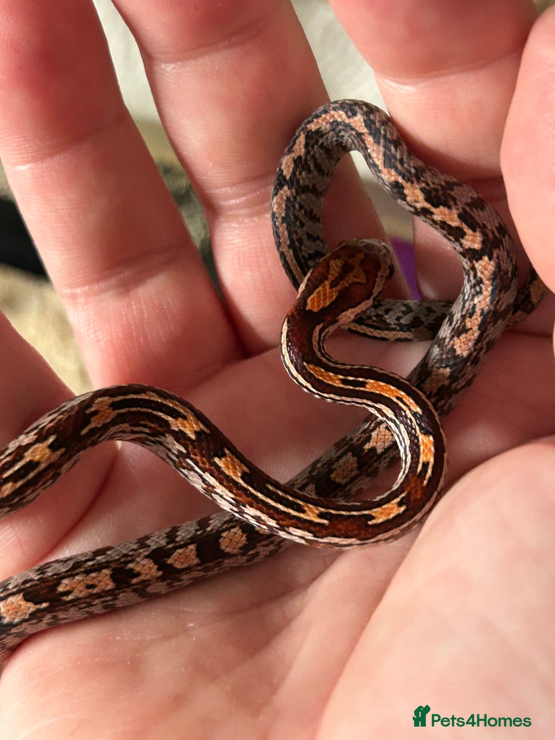 Corn Snake reptiles for sale: Tessera het lavender cornsnakes - Image 1