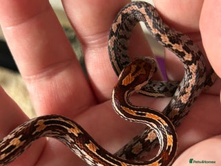 Corn Snake reptiles - Advert 6