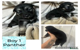 Shepsky dogs for sale: German Shepherd X Husky puppies  - Image 5