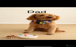 Cockapoo dogs for sale: Gorgeous last cockapoo boy available - ready to go - Image 5