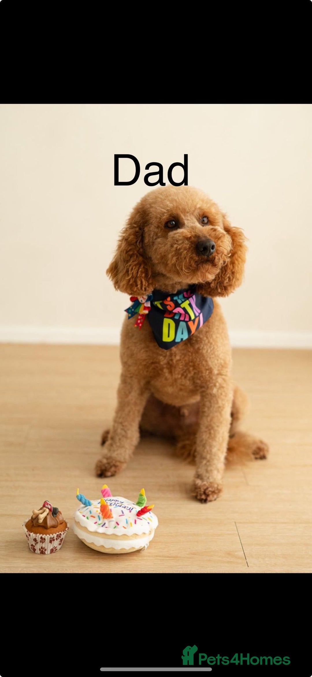 Cockapoo dogs for sale: Gorgeous last cockapoo boy available - ready to go - Image 5