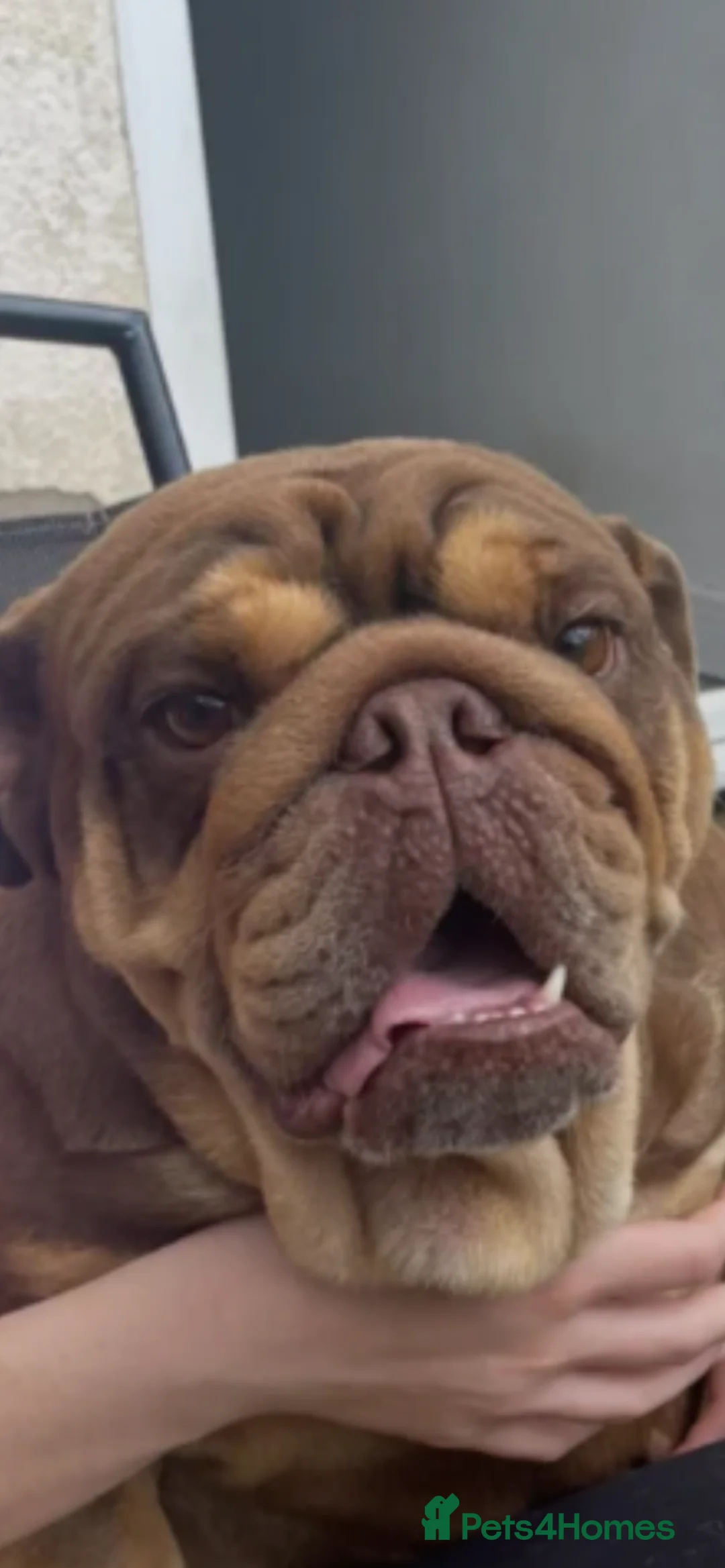 English Bulldog dogs for sale: English bulldog - Advert 4