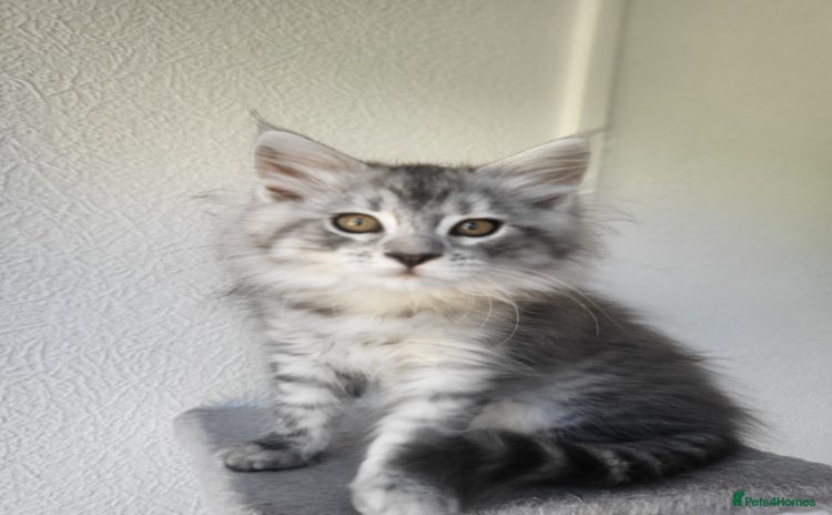 Maine Coon cats in Usk - Advert 7