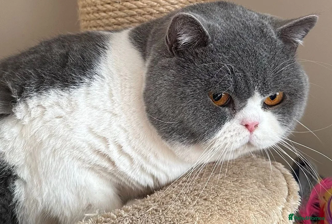 British Shorthair cats for stud: BLUE & WHITE CINNAMON CARRIER - Advert 1