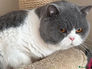 British Shorthair cats BLUE & WHITE CINNAMON CARRIER - Advert 8