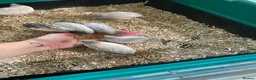 Quail poultry for sale: 5 Pairs of Adult Button Quail (pls read all info) - Advert 15
