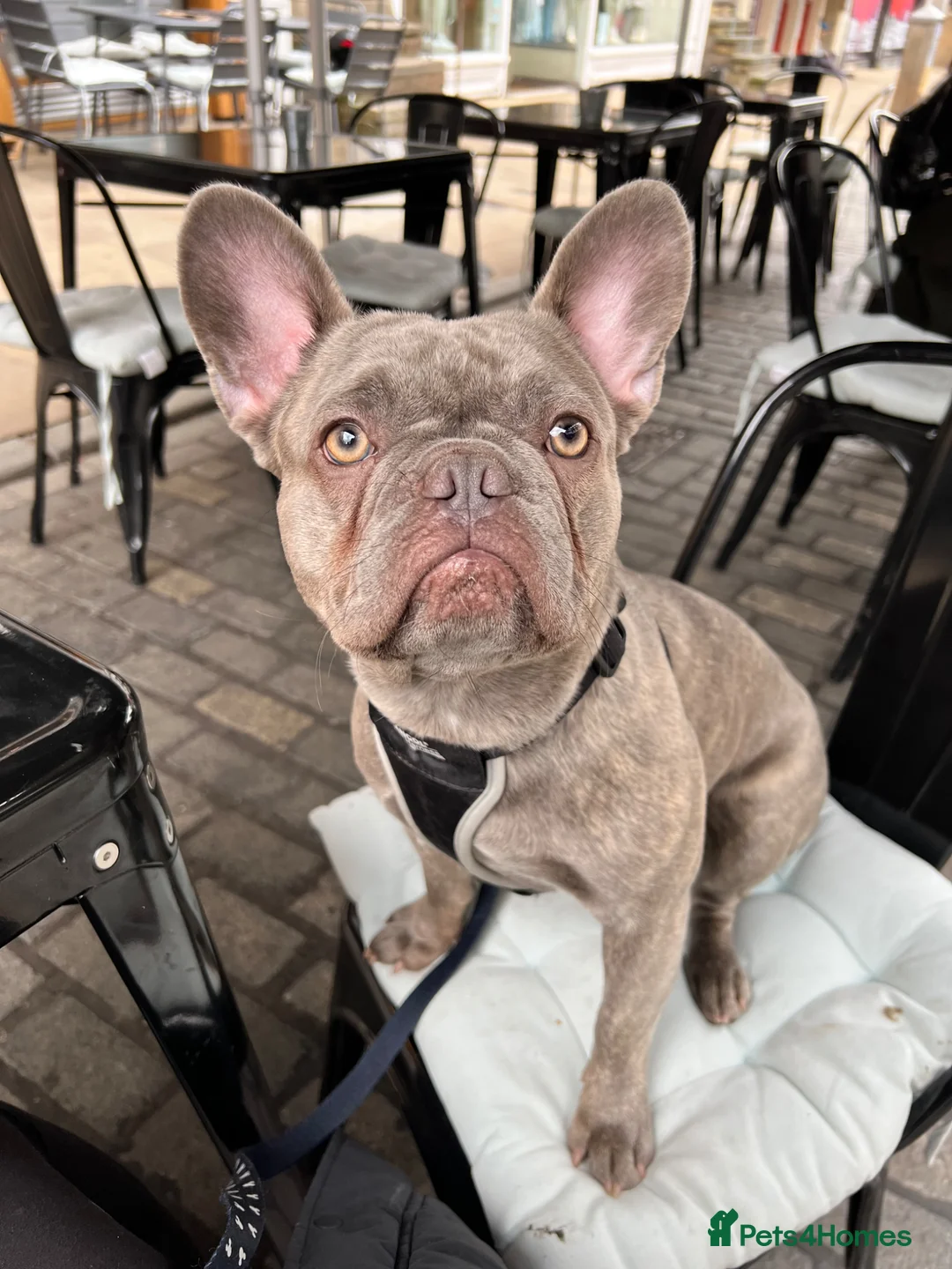 French Bulldog dogs for sale: French Bulldog Puppies  - Advert 2