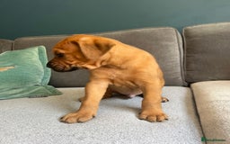 Mixed Breed dogs for sale: Puppies looking for forever homes 🏡 - Image 4
