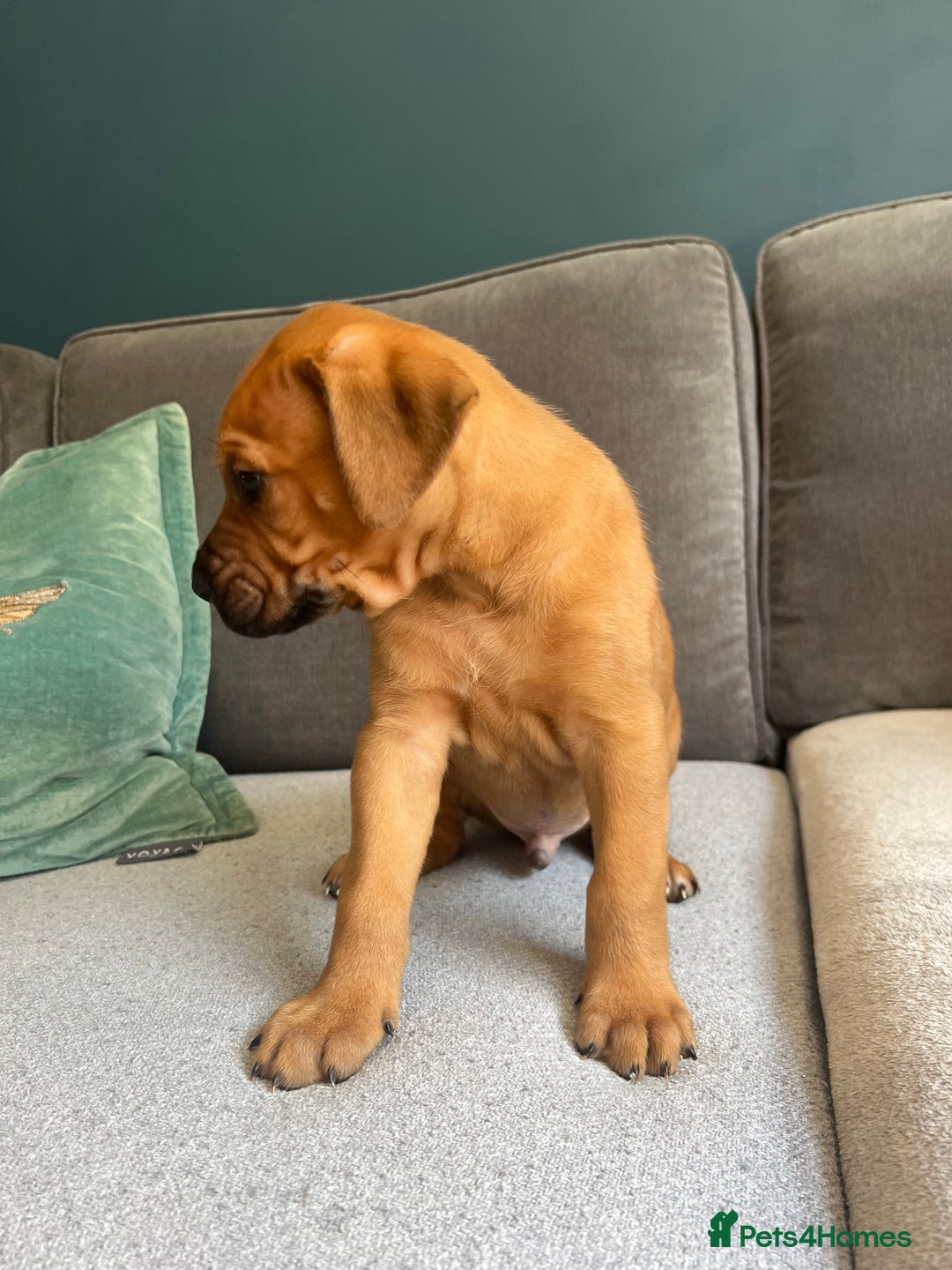 Mixed Breed dogs for sale: Puppies looking for forever homes 🏡 - Image 4