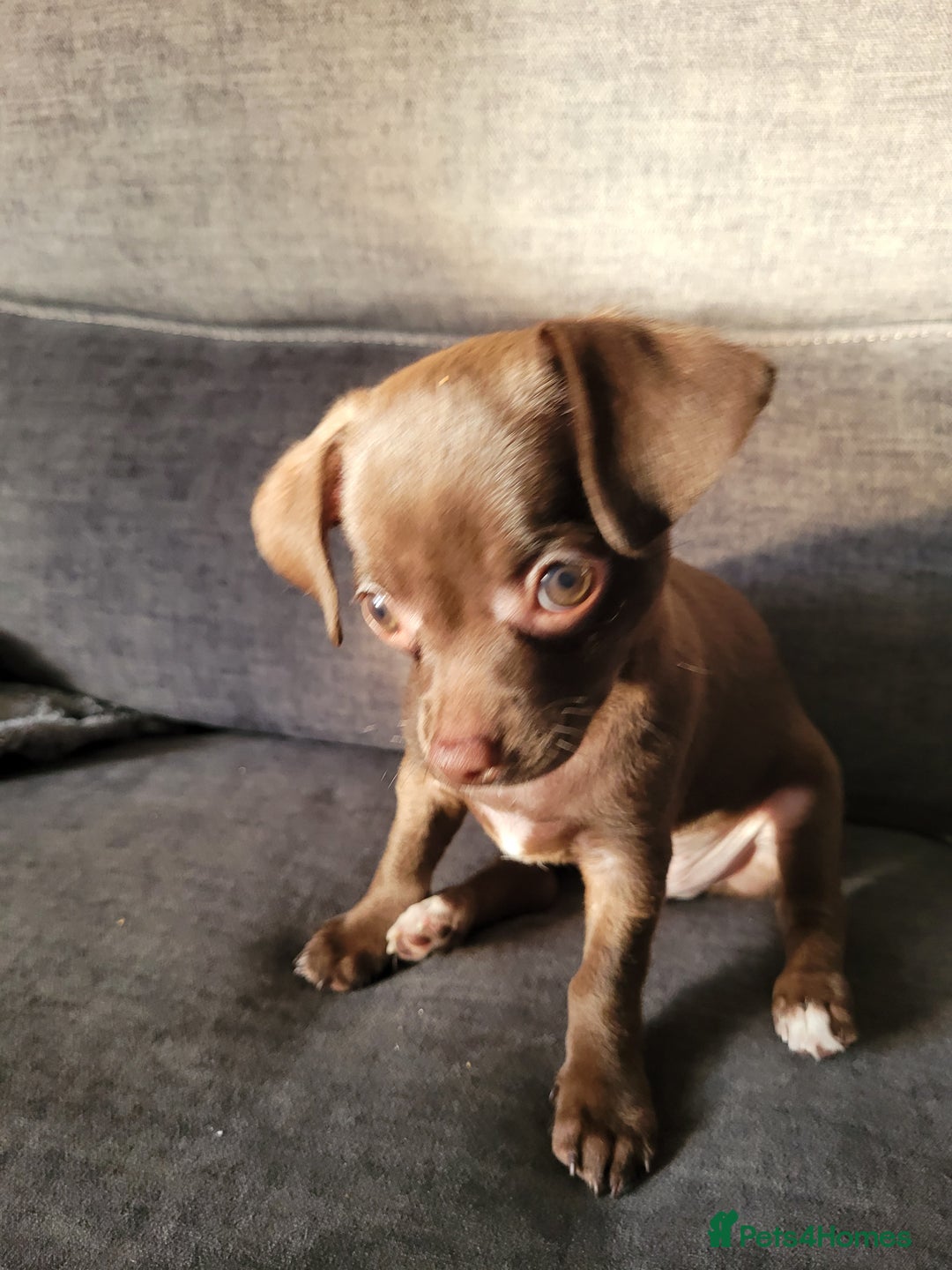 Chihuahua dogs for sale: Ready now - Advert 19