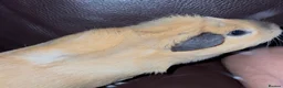 Guinea Pig rodents for sale: guinea pig sisters Honey & Maple in London - Advert 14