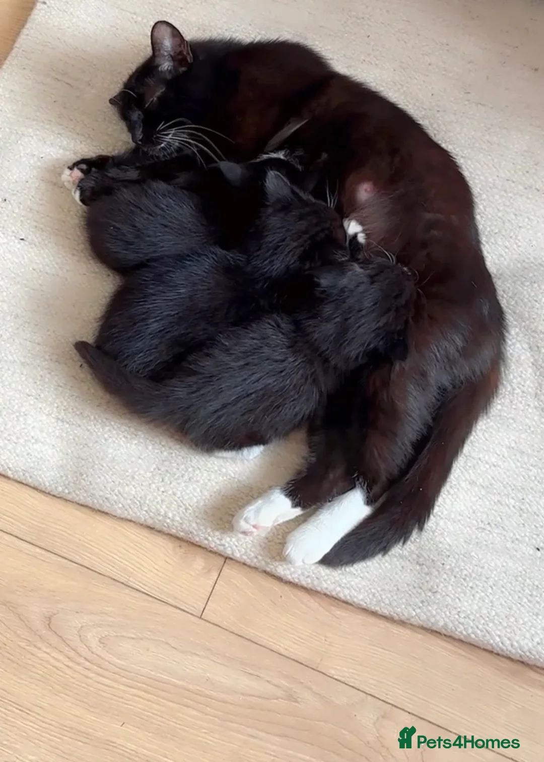 Mixed Breed cats for sale: BLACK & WHITE KITTENS - Ready for collection now! - Advert 4