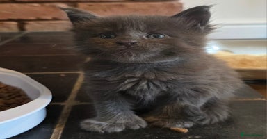 Maine Coon cats - Advert 6