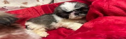 Shih Tzu dogs for sale: Shih Tzu puppy's  - Advert 13