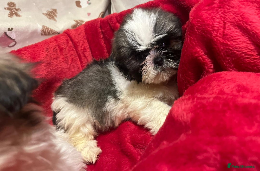 Shih Tzu dogs for sale: Shih Tzu puppy's  - Advert 13