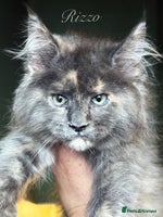 Maine Coon cats STUNNING LITTER OF ANDERPRIDE MAINE COONS - Advert 9
