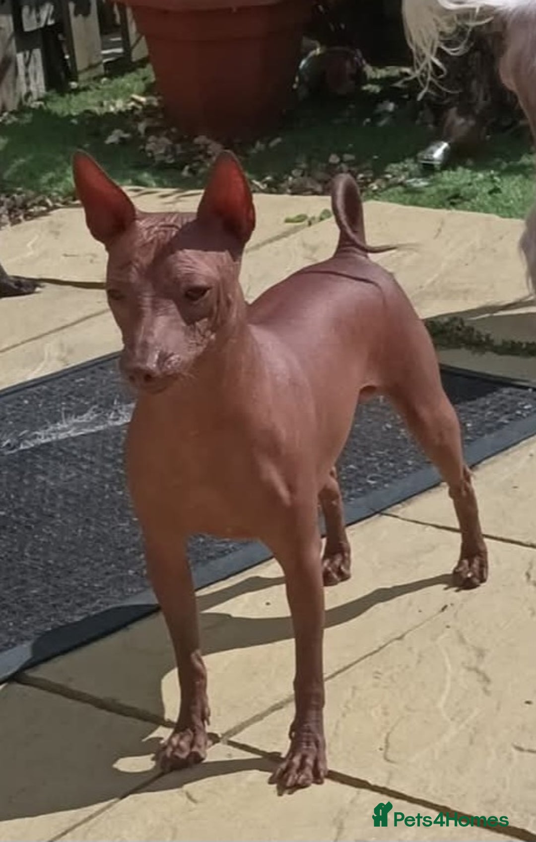 Mexican Hairless dogs for sale:  1 mini boy red  2000 mini black girl 2000. - Image 16