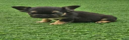 French Bulldog dogs for sale: Fluffy french bulldogs - Advert 4