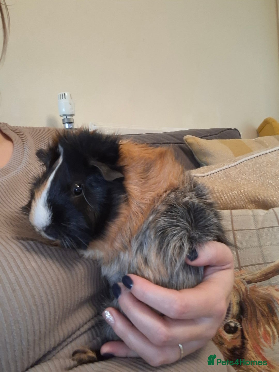 Guinea Pig rodents for sale: Paired guinea pig girls - Advert 1