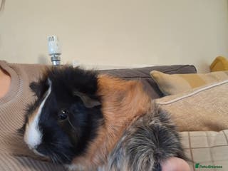 Guinea Pig rodents Paired guinea pig girls - Advert 5