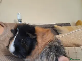 Guinea Pig rodents Paired guinea pig girls - Advert 18